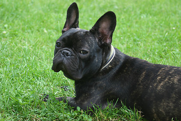 Image showing french bulldog