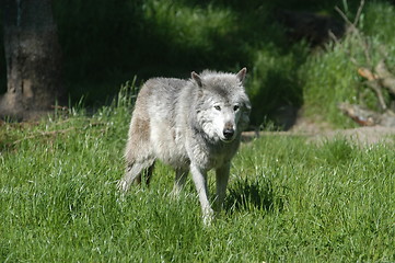 Image showing Walking Wolf