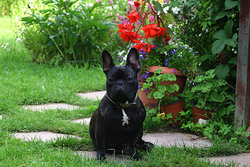 Image showing french bulldog and flower