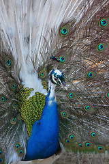 Image showing Peacock