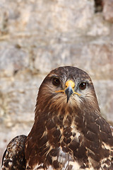 Image showing Harris Hawk