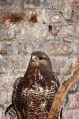 Image showing Harris Hawk