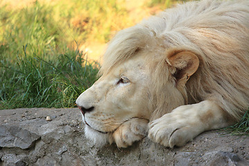 Image showing White Lion