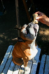 Image showing Hand Feeding The Dog