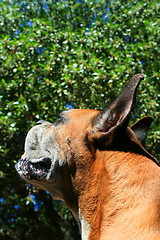 Image showing Boxer Dog Headshot