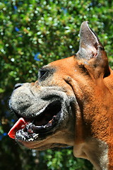 Image showing Boxer Dog Headshot