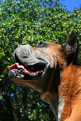 Image showing Boxer Dog Headshot