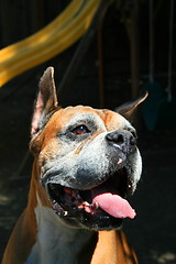 Image showing Boxer Dog Headshot
