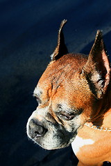 Image showing Boxer Dog Headshot