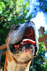 Image showing Boxer Dog Muzzle