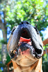 Image showing Boxer Dog Muzzle