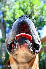 Image showing Boxer Dog Muzzle