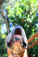 Image showing Boxer Dog Muzzle