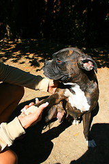 Image showing Boxer Dog Shakes Hand