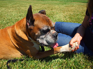 Image showing Boxer Dog Shakes Hand