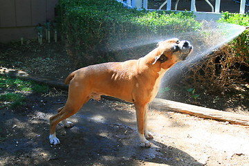 Image showing Boxer Dog Sprayed