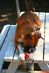 Image showing Boxer Puppy Playing