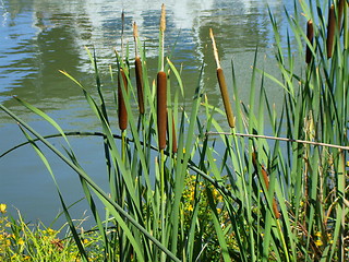 Image showing Cattail Plants