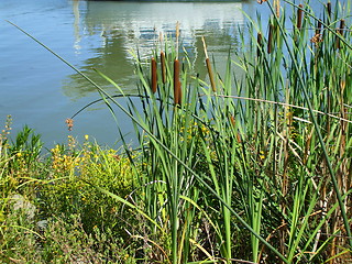 Image showing Cattail Plants