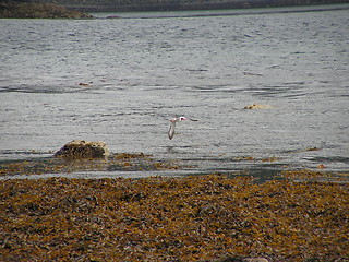 Image showing Bird in flight