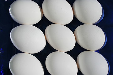 Image showing Chicken Eggs
