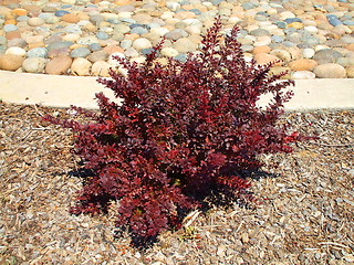 Image showing Crimson Pygmy Barberry