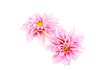 Image showing pink dahlia