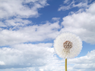 Image showing blowball and sky