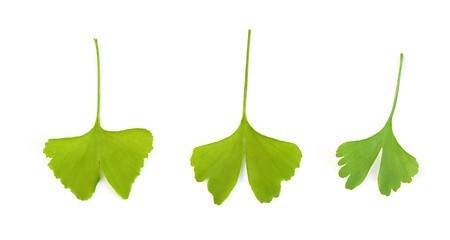 Image showing ginko leaves