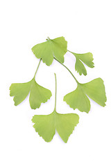 Image showing ginko leaves