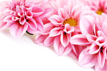 Image showing pink dahlia