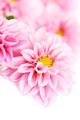 Image showing pink dahlia