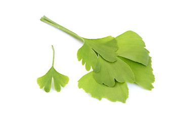 Image showing ginko leaves