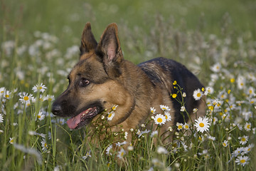 Image showing Lana and daisy 