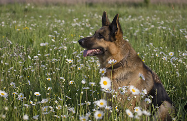 Image showing Lana and daisy 