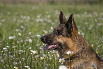 Image showing Lana and daisy 