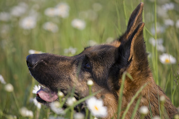 Image showing Lana and daisy 