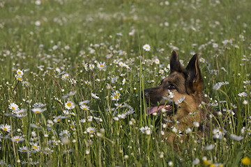 Image showing Lana and daisy 