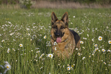 Image showing Lana and daisy 