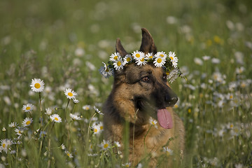 Image showing Lana and daisy 