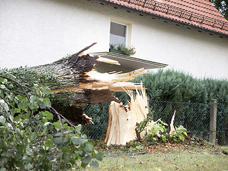 Image showing Broken Tree