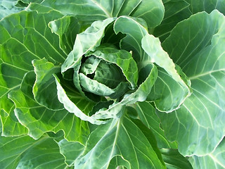 Image showing White Cabbage