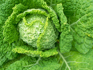 Image showing Savoy Cabbage