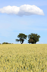 Image showing Cornfield with Trees