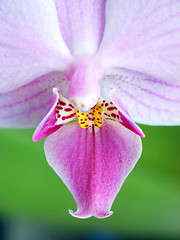 Image showing Orchid