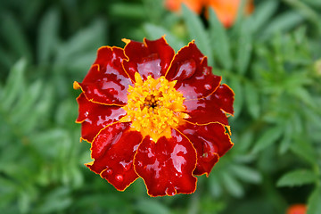 Image showing Marigold