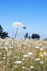 Image showing White Yarrow