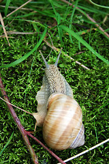 Image showing Snail