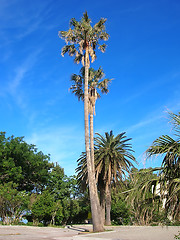 Image showing Palms over blue sky