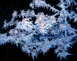 Image showing Frozen branch